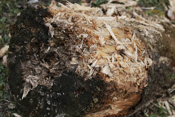 texture mouldering stump