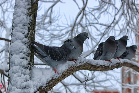 Winter pigeon sitting on a tree