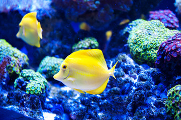 Naklejka na ściany i meble Beautiful zebrasoma salt water aquarium fish