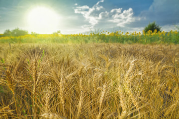 Sunset over a wheat field