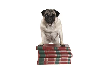 Fotobehang hond, mopshond, staat met voorpoten op stapel boeken geisoleerd op witte achtergrond © monicaclick