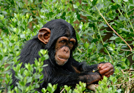 Fototapeta Chimp