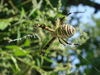 wasp spider sitting on a web green background