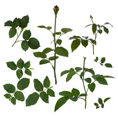 Naklejka premium Green rose leaves isolated on white