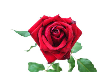 Naklejka premium red flower on white background , red rose