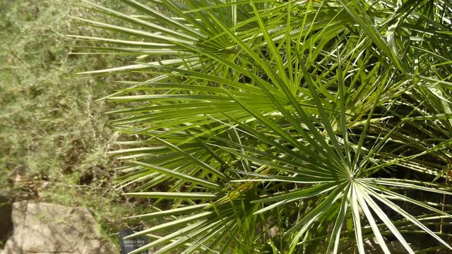Chamaerops is a genus of flowering plants in palm family Arecaceae. The only currently fully accepted species is Chamaerops humilis, variously called European fan palm, or Mediterranean dwarf palm.