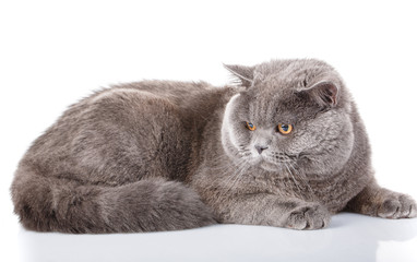 gray cat british straight lying on a white background