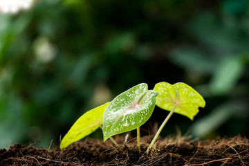 little plant seedling growing .
