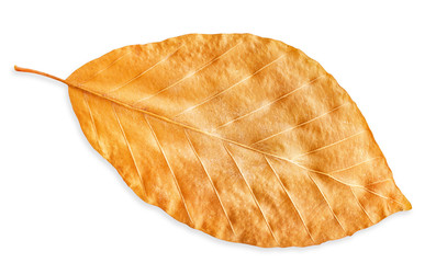 autumn yellow fall leaf isolated on white, way in path