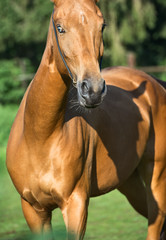 portrait of   purebred akhalteke mare