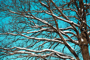 Obraz premium Oak branches closeup on the background of bright blue-turquoise color