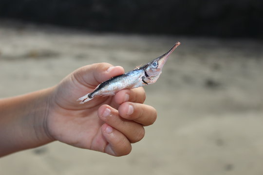 Peque&ntilde;o pez trompeta varado