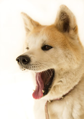 Portrait of a Akita inu dog japanese breed on white background.