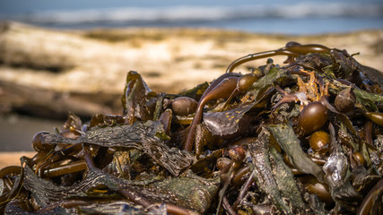 Mound of seaweed on the beach