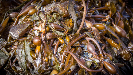 Pile of brown seaweed on the beach © reelhawksstudio