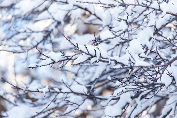 snow on the branches of a tree