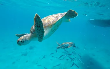 Foto op Plexiglas Schildpad Zeeschildpad