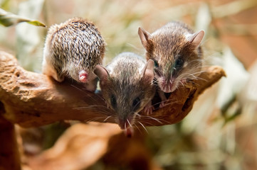 Southern African spiny mouse (Acomys spinosissimus)