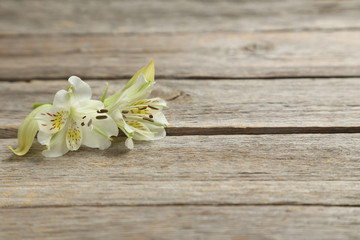 Fototapeta premium Alstroemeria flowers on a grey wooden table
