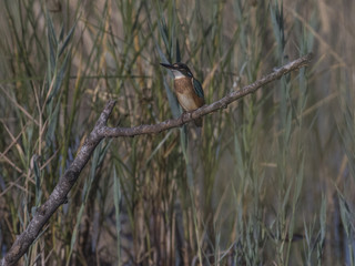 Kingfisher ( Alcedo atthis)