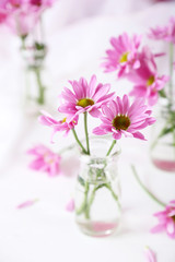 Pink chrysanthemum flowers on white wooden background