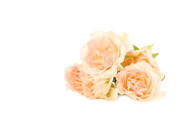 Bouquet of beautiful roses isolated on a white