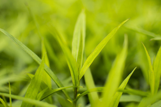 Plant 01