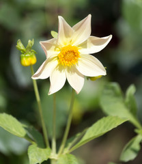 Obraz premium beautiful yellow flower in nature