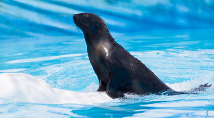 fur seal on a white dolphin in the pool