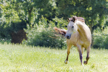 Pferd auf Koppel