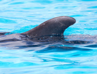 fin dolphin in the pool