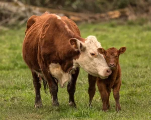 Foto auf Glas Mama Kuh und Kalb © Jeffrey Schwartz