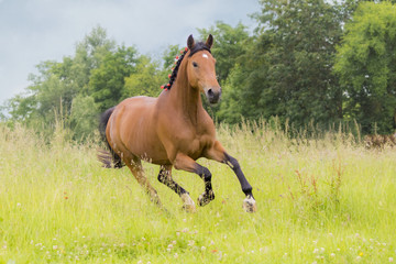 Panele Szklane Podświetlane  Koń biega po padoku
