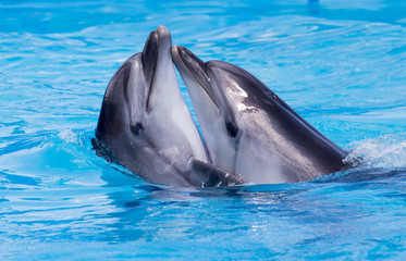 Obraz premium two dolphins dancing in the pool