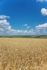 Field of ripe wheat and sky with clouds