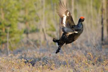Jumping male Black Grouse at swamp courting place early in the m
