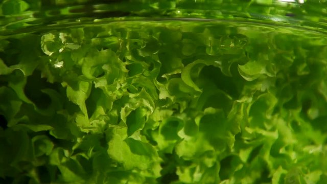 Lettuce  into water, slow motion. fresh green salad.Lettuce