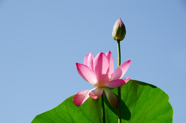 Pink Lotus on the background of sky