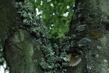 Obraz premium arbre et double tronc 