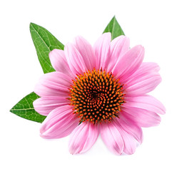 Naklejka premium Echinacea flowers