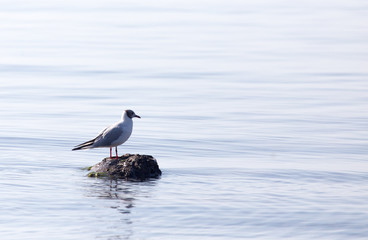 Gull on the lake in nature