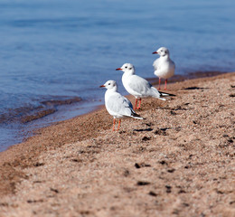 Gull on the lake