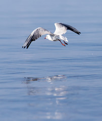 Gull on the lake in nature