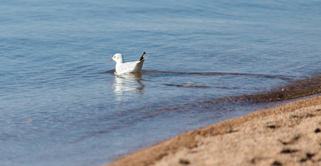 Gull on the lake