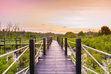 Mangrove forest and walkway