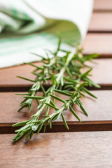 Branch of green rosemary.