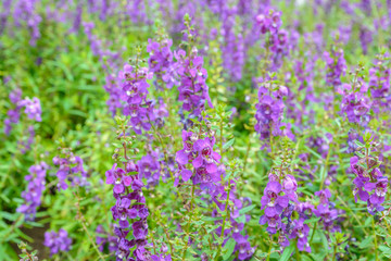 Purple lavender blossom background