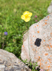 beautiful yellow flower in nature