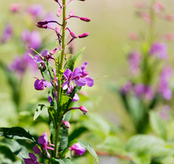 Fototapeta premium beautiful purple flower in nature