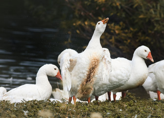 white goose came to the shore of the pond and shakes the feathers